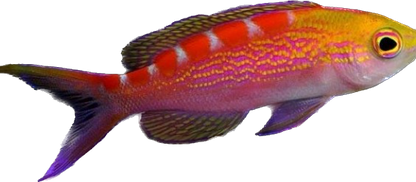 Lori's Anthia