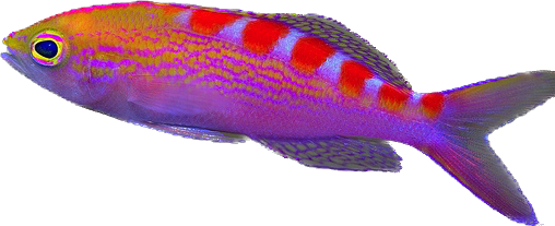 Lori's Anthia
