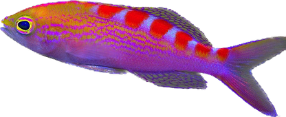 Lori's Anthia