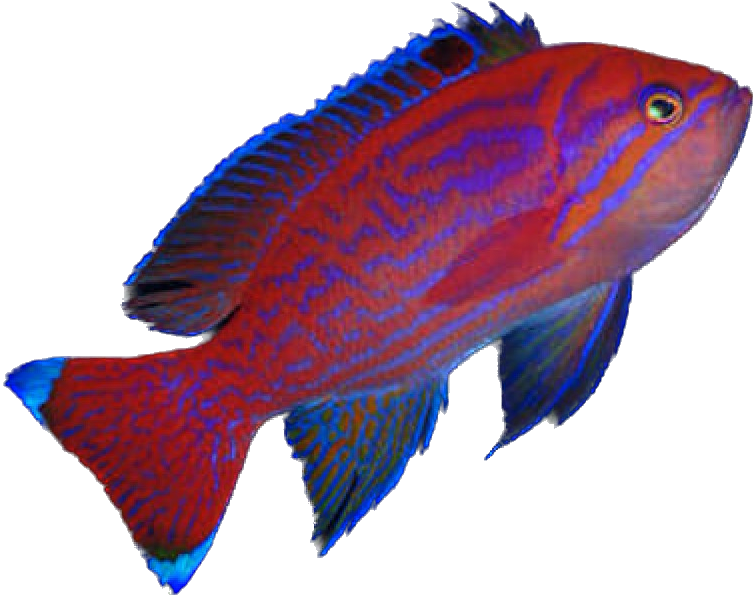 Bimac Anthia M