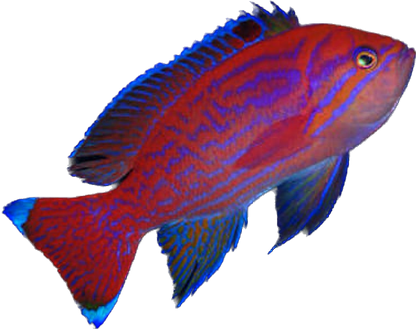 Bimac Anthia M