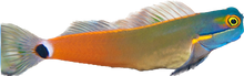 Tailspot Blenny
