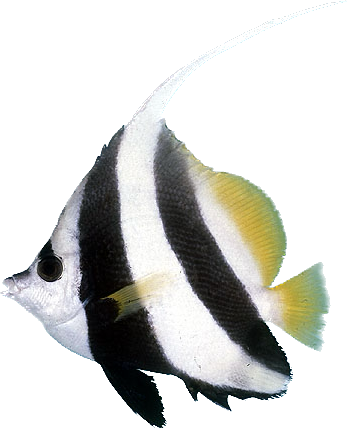 Longfin Bannerfish S