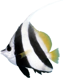 Longfin Bannerfish S