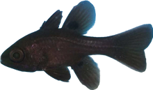 Black Cardinal L
