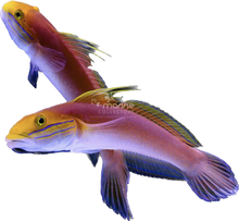 Bella Goby