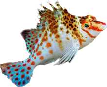 Dwarf Hawkfish