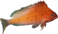 Lyretail Hawkfish