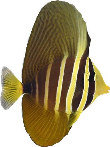 Sailfin Tang L