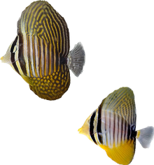 Desjardinii Sailfin Tang S