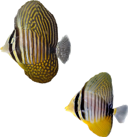 Desjardinii Sailfin Tang S
