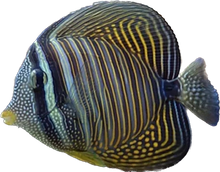 Desjardinii Sailfin Tang S