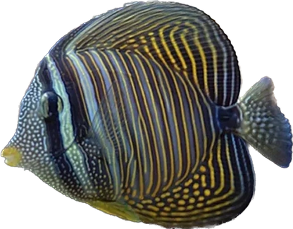 Desjardinii Sailfin Tang S