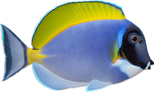 Powder Blue Tang ML