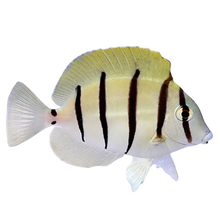 Convict Tang M