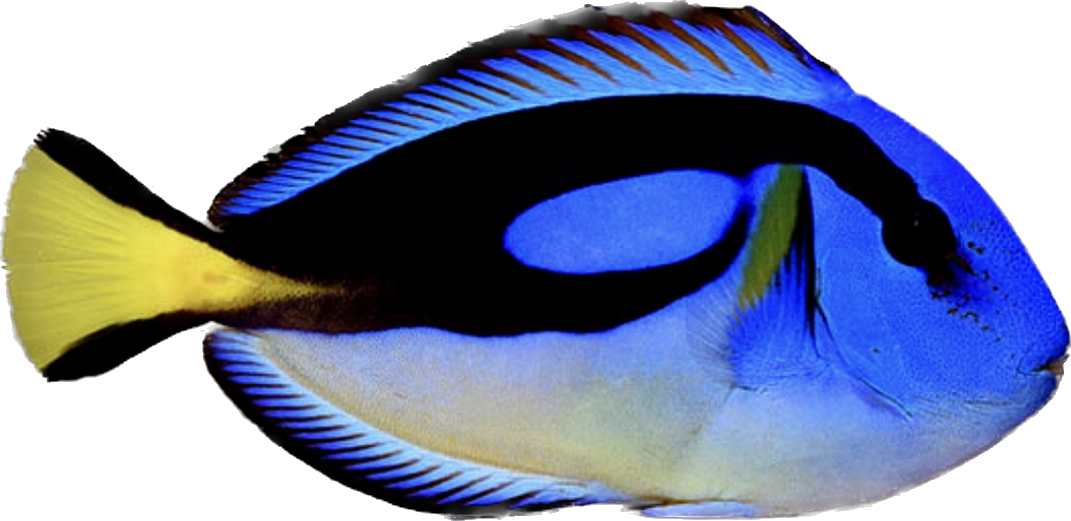 Hippo Tang - Yellow Belly Tiny