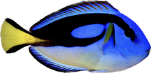 Hippo Tang - Yellow Belly Tiny