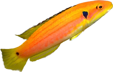 Yellow Candy Hogfish