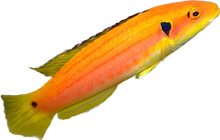 Yellow Candy Hogfish
