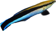 Blue Streak Cleaner Wrasse SM