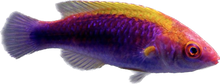 Lubbocks Wrasse (Bali)