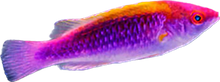 Lubbocks Wrasse (Bali)