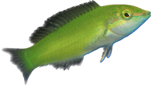 Green Coris Wrasse M