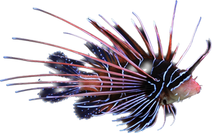 Radiata Lionfish ML