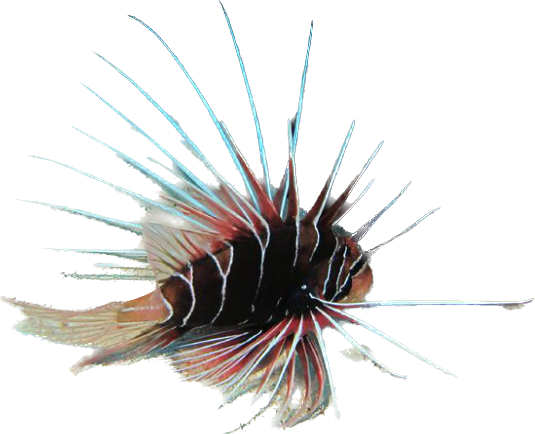 Radiata Lionfish ML
