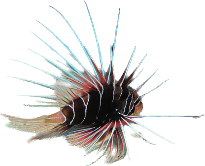 Radiata Lionfish ML