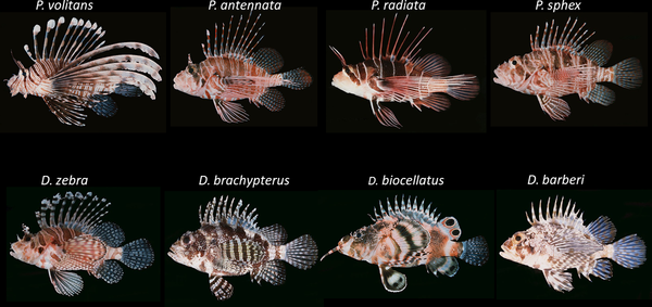 Radiata Lionfish ML