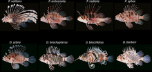 Radiata Lionfish ML