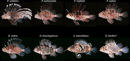 Radiata Lionfish ML