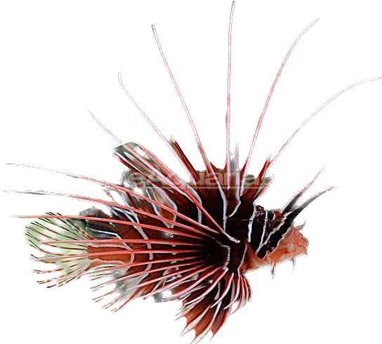 Radiata Lionfish ML