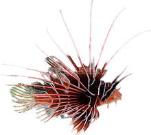 Radiata Lionfish ML