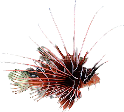 Radiata Lionfish ML