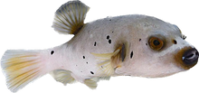 Dog Face Puffer ML