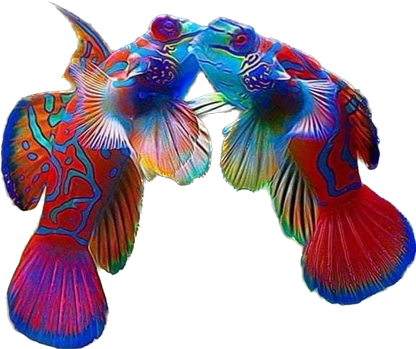 Mandarin - Red