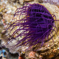 Tube Anemone - Purple