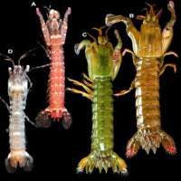 Green & Red Mantis Shrimp S