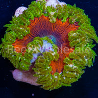 Flower Anemone - Ultra Red, Ultra Green Skirt