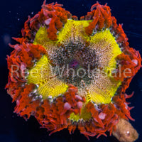 Flower Anemone - Ultra Yellow, Red Skirt