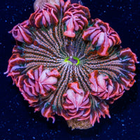 Flower Anemone - Stripey Pink