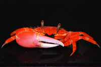 Red Fiddler Crab