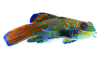Captive Bred Green Mandarin Goby