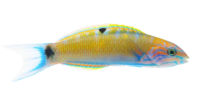 Lunar Wrasse - Juvi M