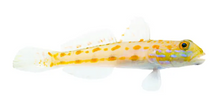 Diamond Goby S