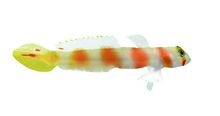 Pinkbar Aurora Goby - Africa - Large