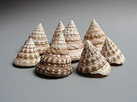 Tectus Snail - SHOW Africa