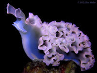 Lettuce Nudibranch